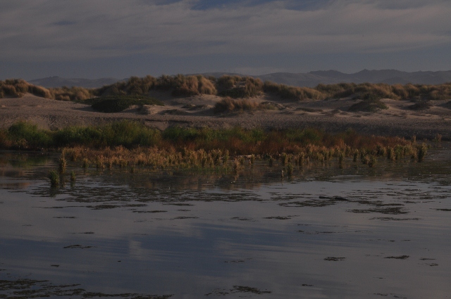 Morro Bay wetlands